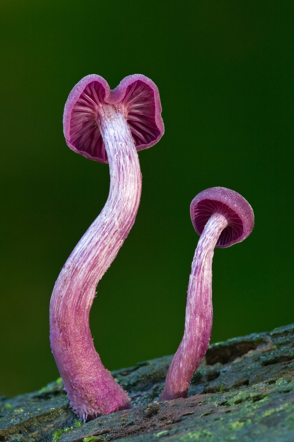 TRIP OUT ON THESE 11 CRAZY MUSHROOMS | HuffPost Weird News