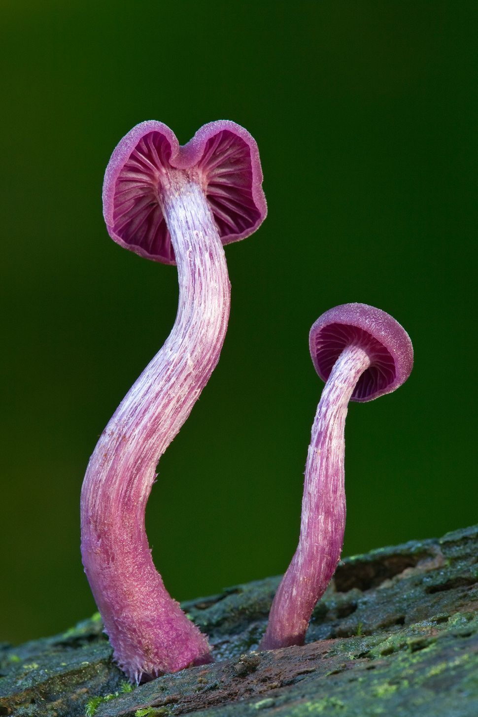 TRIP OUT ON THESE 11 CRAZY MUSHROOMS | HuffPost