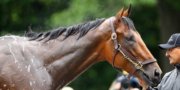 ELMONT, NY - JUNE 05: American Pharoah is given a bath after morning workouts prior to the 147th Belmont Stakes at Belmont P