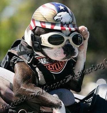 Chopper the Biker Dog 'costume' costs him his therapy certificate