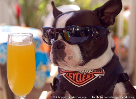 Chopper the Biker Dog 'costume' costs him his therapy certificate