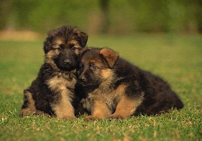 EV601-010 (Royalty-Free) German Shepherd Puppies Royalty-Free/CORBIS Animals Domestic animals Nobody Puppy Baby animal Domestic dog Outdoors Sheepdog Baby mammal Friendship Pets Support Canine German shepherd Photography 