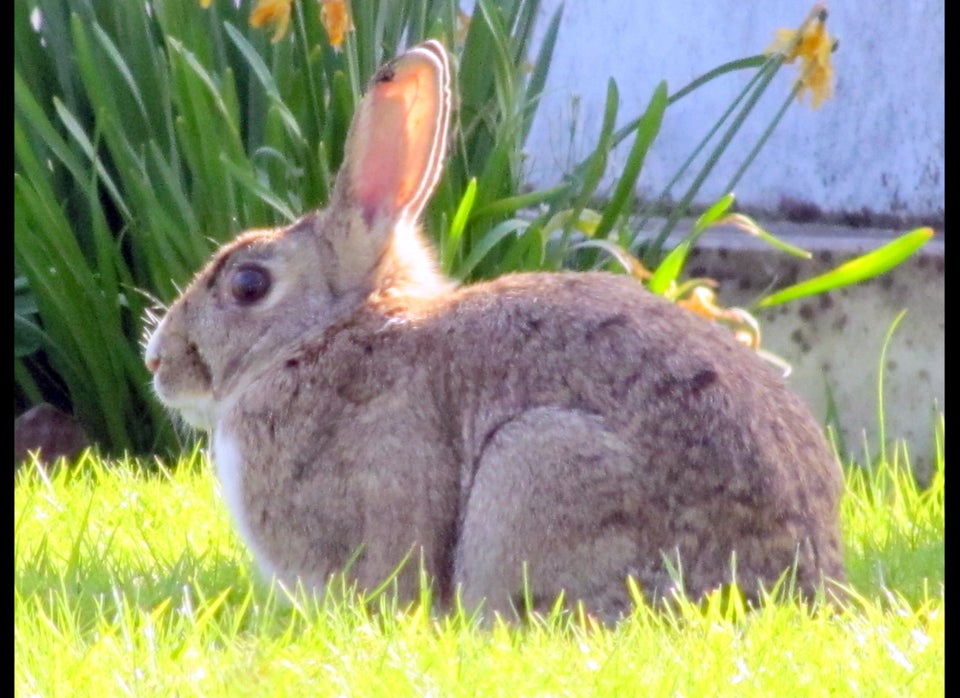 1. Rabbits Have A Higher Quality Of Life As Indoor Pets