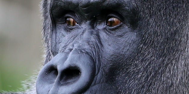 Ambam, a Western Lowland Gorilla, explores his enclosure at Port Lympne Wild Animal Park near Ashford, Kent, as keepers prepare to celebrate his 24th birthday on Monday.