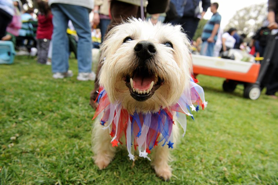 Gussie, a carron terrier, wears a patrio