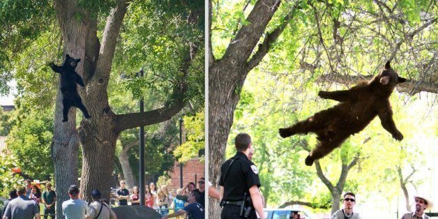 Bear Falls From Tree At University Of Colorado Again Huffpost