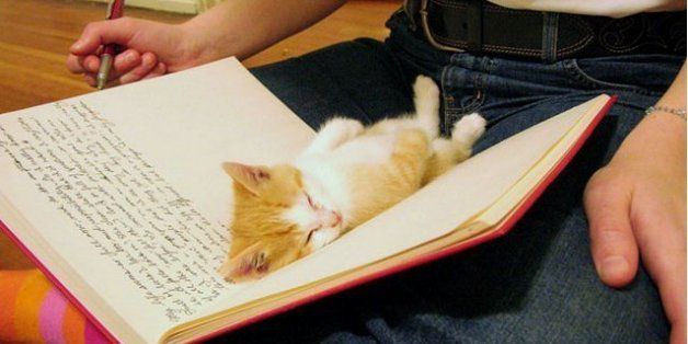 10 Absolutely Adorable Sleeping Kitten Pictures | HuffPost