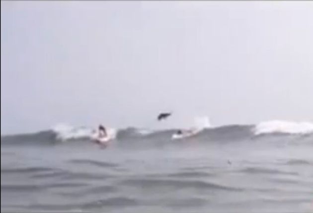 Shark Jumps Surfer At New Smyrna Beach Fl Video Huffpost