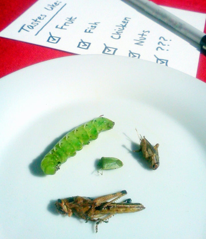 What Do Bugs Taste Like, Anyway? | HuffPost Weird News