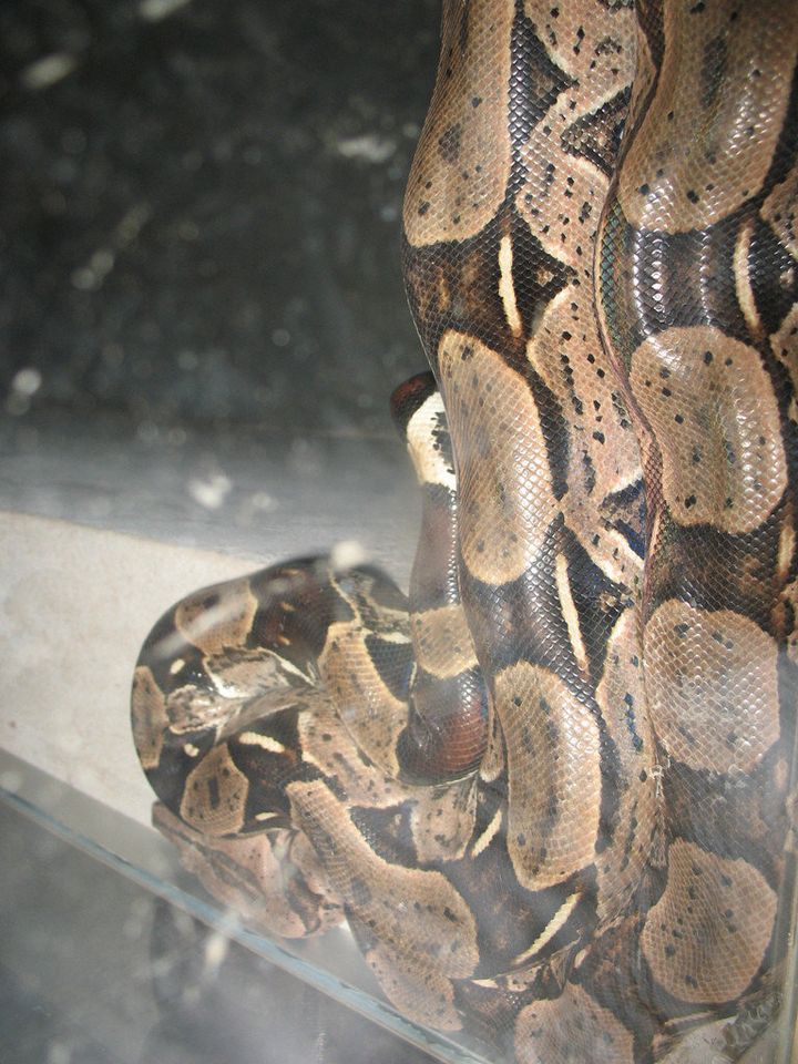 Cemetery Snake Cocoa Now Up For Adoption in Hershey, Pa. | HuffPost ...