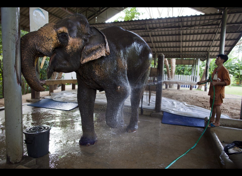 Elephant with Prosthetic Leg Photos