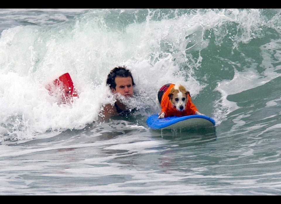 Surfing Dog Photos