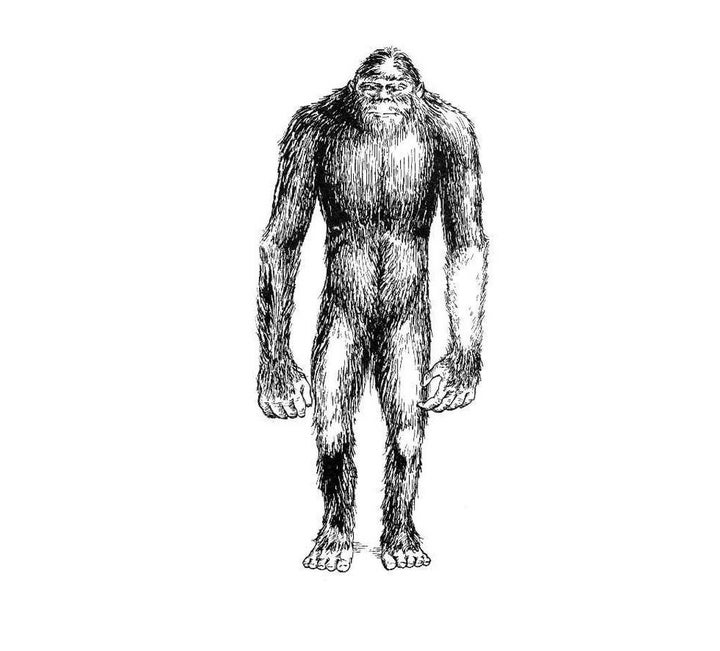 THE FIELD GUIDE TO BIGFOOT AND OTHER MYSTERY PRIMATES: Coleman