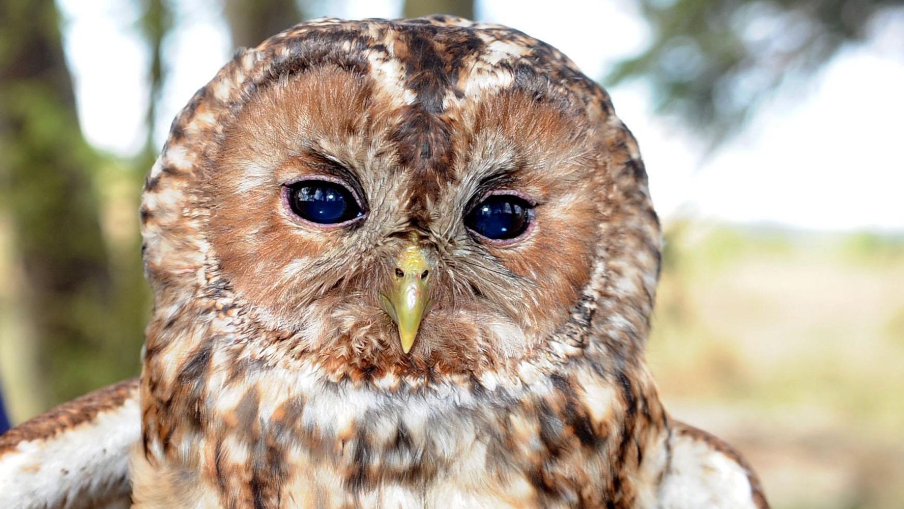 Listen Out For Tawny Owls Twit Twoo And Youll Be Helping Scientists 7248