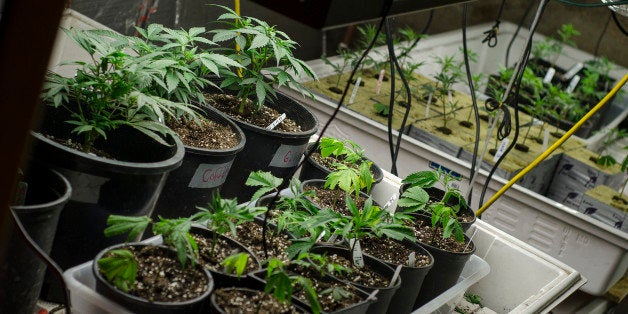 I had a opportunity to take pictures of a legal marijuana grow in Colorado and this is the result.