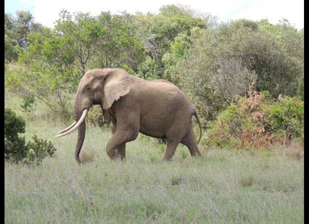 Battling Elephant Poaching in Kenya [WARNING: GRAPHIC IMAGES]