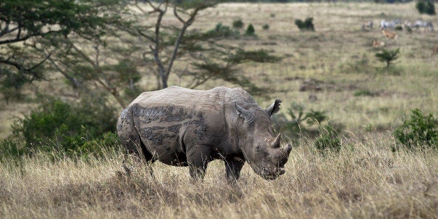 In this photo taken Thursday, Sept. 20, 2012, a white rhino grazes in Nairobi National Park, Kenya. Seeing a dire situation g