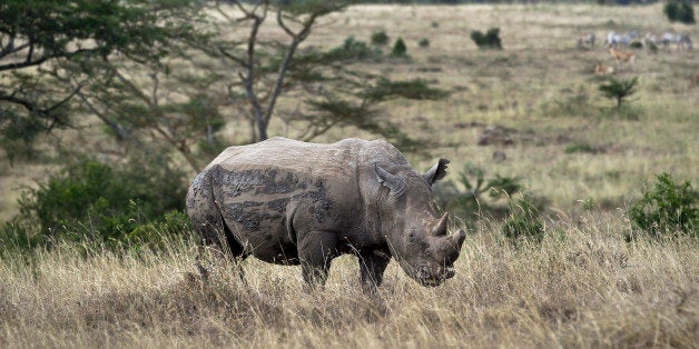 In this photo taken Thursday, Sept. 20, 2012, a white rhino grazes in Nairobi National Park, Kenya. Seeing a dire situation grow worse, the animal conservation group the World Wildlife Fund (WWF) enlisted religious leaders on Thursday, Sept. 20, 2012 in the fight to end the slaughter of Africa's elephants and rhinos by poachers, hoping that religion can help save some of the world's most majestic animals. (AP Photo/Ben Curtis)