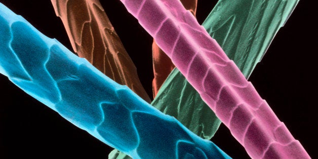 Angora wool fibres. Coloured scanning electron micrograph of fibres of angora wool. These show the overlapping scales typical of animal hairs. Angora wool was originally taken from the White Angora goat. To improve the yield of wool, however, these are now crossed with other breeds of domestic goat. Magnification: x1000 at 6x7cm size. x3350 at 8x10'