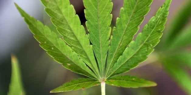 Picture of a cannabis leaf taken at a lab in Santiago on April 7, 2015. Chile's congressional health committee approved a bil