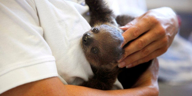 A veterinarian holds one of a two-month-old babies of a toe sloth named 'Bimba' in the LoroParque Zoo on the Spanish Canary island of Tenerife, on October 20, 2010. The parents Bimba and Hugo, 4 and 5 years old, share the exhibition with one of the young that is being fed and cared for by the mother, while the other one is being pared by the veterinarian team of Loro Parque. AFP PHOTO / DESIREE MARTIN (Photo credit should read DESIREE MARTIN/AFP/Getty Images)