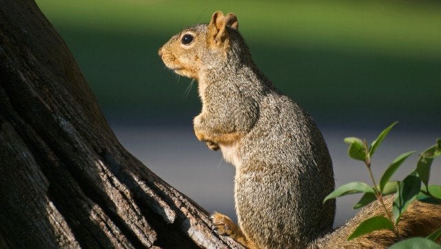 Description Fox squirrel (Sciurus niger) | Source http://www. flickr. com/photos/49503118795@N01/4118781766/ Squirrel Contemplation | Date ...