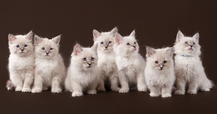 seven small siberian kittens on ...