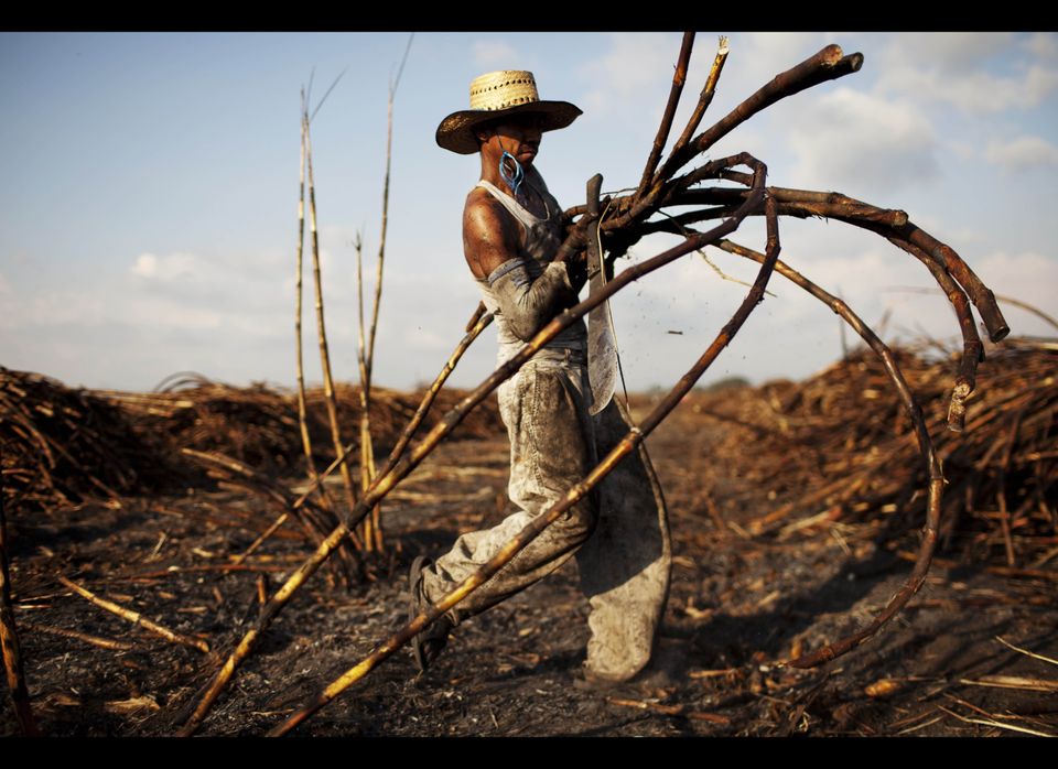 Guatemala Sugar Cane Harvest