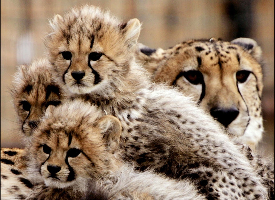 Lioness Gives Birth To Tigon Cubs In China (VIDEO) | HuffPost Impact Lioness Gives Birth To Tigon Cubs In China (VIDEO) | HuffPost Impact