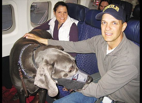 giant george great dane standing