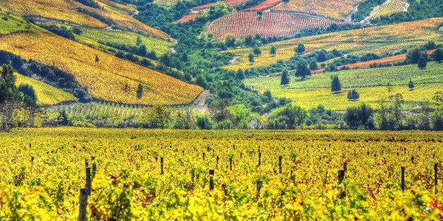 Vineyards (HDR) - Valle Colchagua