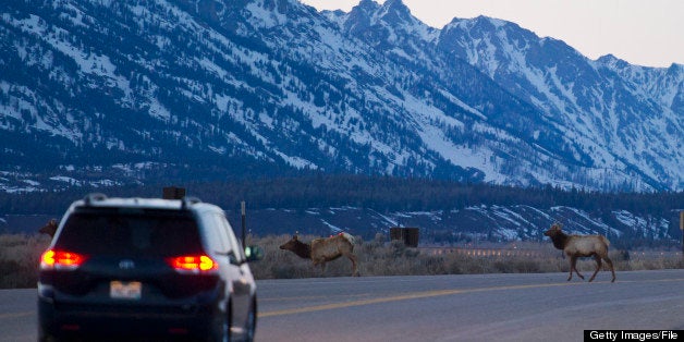 A car waits for Elk to cross the road.