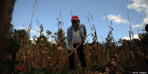 A peasant works in a dried corn field around the village of Felipe Carrillo Puerto, in the Mexican state of Quintana Roo, on December 3, 2010 as the United Nations Framework Convention on Climate Change (COP-16) is being held in the nearby seaside resort of Cancun. The field and surrounding area has apparently been affected by a drought caused by the increasing global warming. AFP PHOTO/Juan BARRETO (Photo credit should read JUAN BARRETO/AFP/Getty Images)