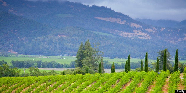 View of a vineyard in Napa Valley, California