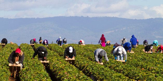 Migrant Farm Workers in Strawberry fields