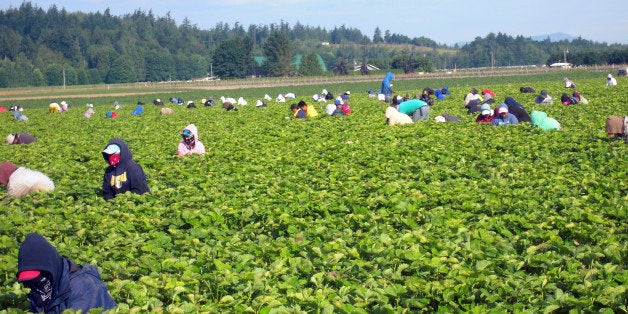 Employees pick strawberries on Steve Sakuma's farm outside of Burlington, Washington, on a hot morning in mid-July. Sakuma es