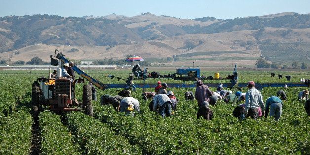 Farm workers harvesting yellow bell peppers near Gilroy, California. Crews like this may include illegal immigrant workers as well as members of the United Farm Workers Union founded by Cesar Chavez.