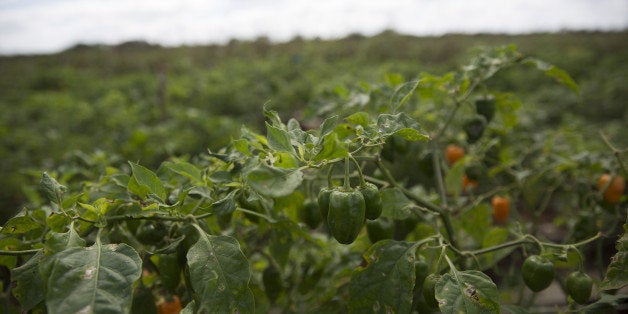 Habanero chiles hang from a plant in a field during harvest in Merida, Mexico, on Monday, Feb. 1, 2016. Habanero chile producers in the Yucatan region are moving away from using pesticides and other chemicals in order to comply with international standards for organic foods and increase exports. Photographer: Susana Gonzalez/Bloomberg via Getty Images