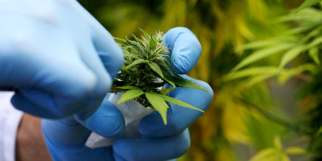 A production assistant collects a Cannabis plant in a state-owned agricultural farm in Rovigo, about 60 km (40 miles) from V