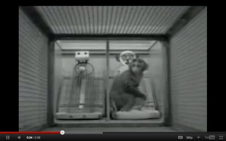 animal experiments fear