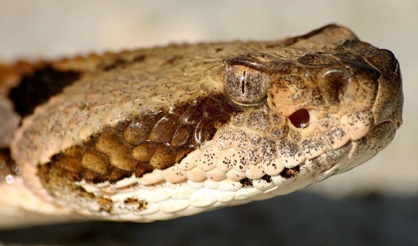Rattlesnakes Surprisingly Social, Crotalus Horridus Study Shows ...