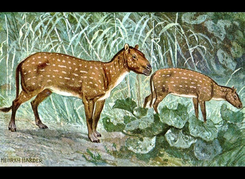 Hyracotherium