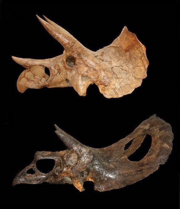 two horned triceratops