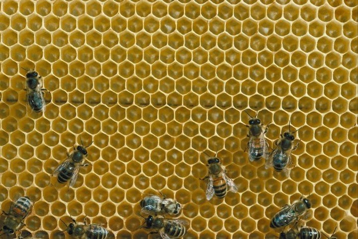 Can Math Survive Without the Bees?