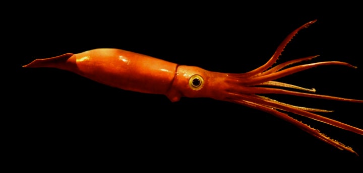 Giant Squid's Eyes Help Animal Spy Sperm Whales, Scientists Say | HuffPost Impact Giant Squid's Eyes Help Animal Spy Sperm Whales, Scientists Say | HuffPost Impact