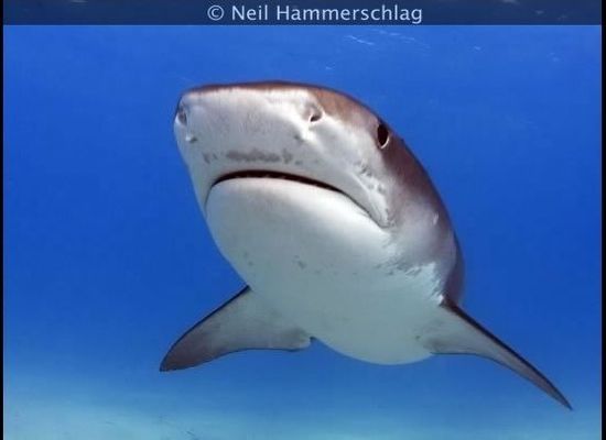 Extinct 'Megamouth' Shark Species Finally Identified