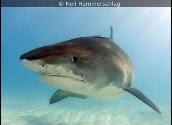 Extinct 'Megamouth' Shark Identified After Prehistoric Teeth Sat