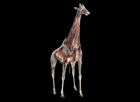 Animal Inside Out' Exhibition Brings 'Body Worlds' Plastination To Elephant, Gorilla, More (PHOTOS) | HuffPost Impact Animal Inside Out' Exhibition Brings 'Body Worlds' Plastination To Elephant, Gorilla, More (PHOTOS) | HuffPost Impact