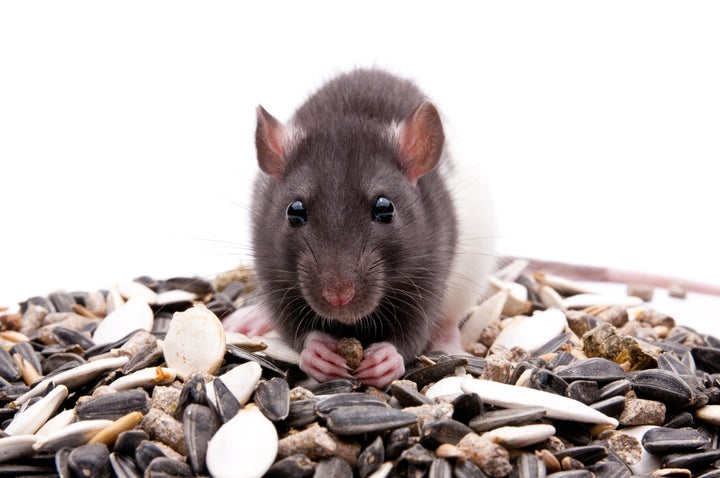 Rat Bite Study Shows Rodent Owes #39 Success #39 To Gnawing Chewing