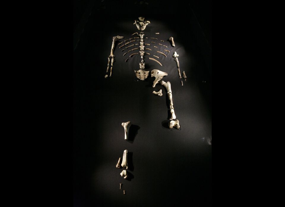 Lucy's Skeleton